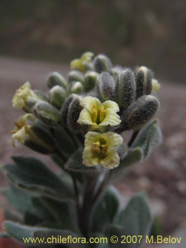 Bild von Menonvillea cuneata (). Klicken Sie, um den Ausschnitt zu vergrössern.