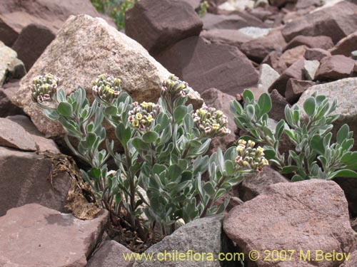 Imágen de Menonvillea cuneata (). Haga un clic para aumentar parte de imágen.