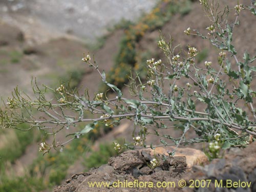 Фотография Sisymbrium andinum (). Щелкните, чтобы увеличить вырез.