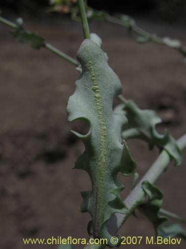 Bild von Sisymbrium andinum (). Klicken Sie, um den Ausschnitt zu vergrössern.