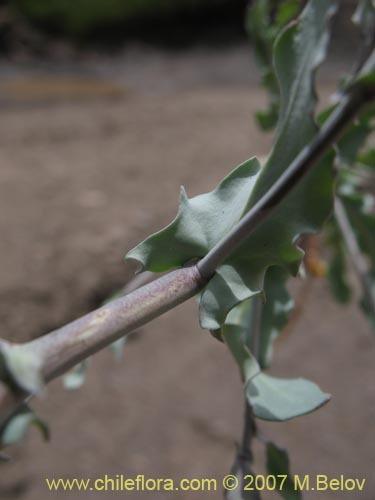 Sisymbrium andinum의 사진