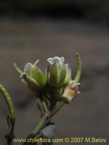 Sisymbrium andinumの写真