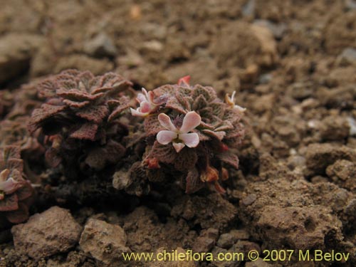 Image of Viola philippii (). Click to enlarge parts of image.