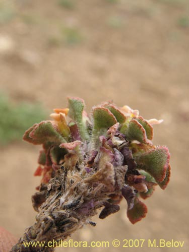 Image of Viola philippii (). Click to enlarge parts of image.