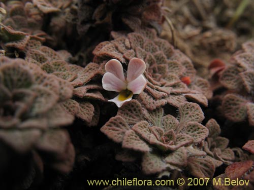 Viola rosulata的照片