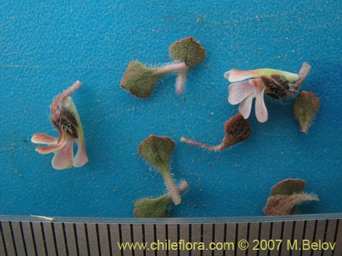 Bild von Viola philippii (). Klicken Sie, um den Ausschnitt zu vergrssern.