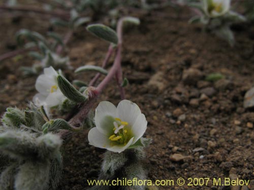 Portulacaceae sp. #1787の写真