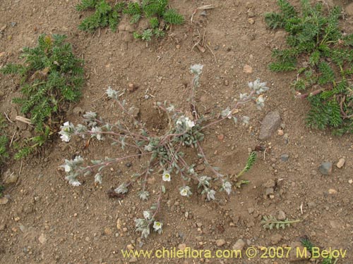 Imágen de Portulacaceae sp. #1787 (). Haga un clic para aumentar parte de imágen.