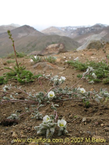 Bild von Portulacaceae sp. #1787 (). Klicken Sie, um den Ausschnitt zu vergrössern.