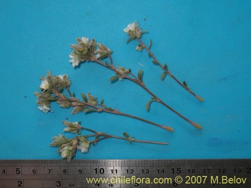 Portulacaceae sp. #1787의 사진