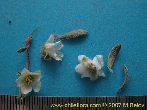 Image of Portulacaceae sp. #1787 (). Click to enlarge parts of image.