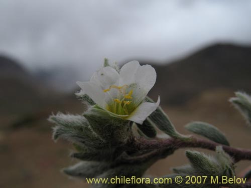 Image of Portulacaceae sp. #1787 (). Click to enlarge parts of image.