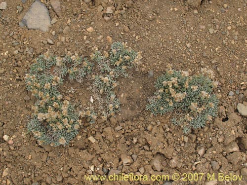 Bild von Antennaria chilensis (). Klicken Sie, um den Ausschnitt zu vergrössern.