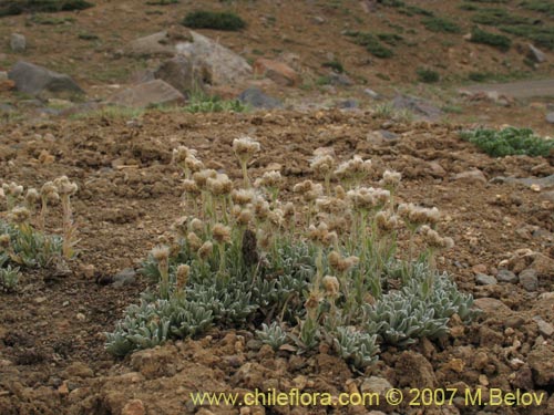 Bild von Antennaria chilensis (). Klicken Sie, um den Ausschnitt zu vergrössern.