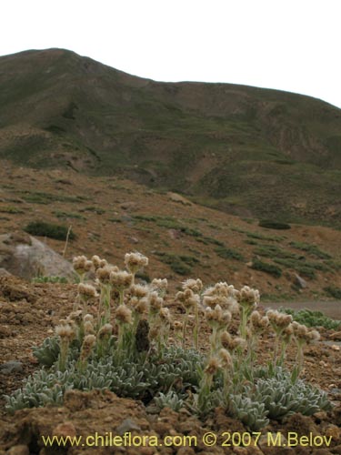 Imágen de Antennaria chilensis (). Haga un clic para aumentar parte de imágen.