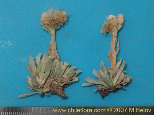 Antennaria chilensis的照片