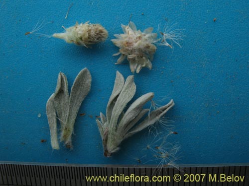 Bild von Antennaria chilensis (). Klicken Sie, um den Ausschnitt zu vergrössern.