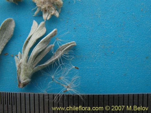 Bild von Antennaria chilensis (). Klicken Sie, um den Ausschnitt zu vergrössern.