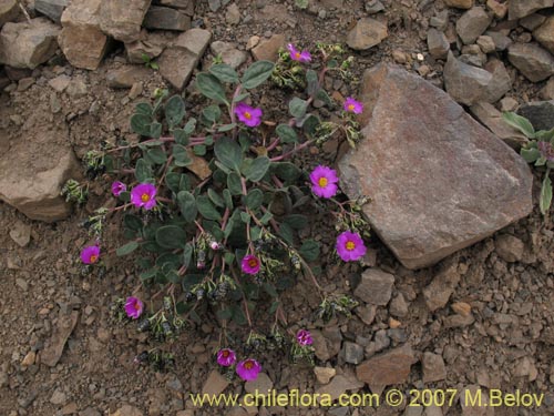 Imágen de Oxalis squamata (Ojos de agua). Haga un clic para aumentar parte de imágen.