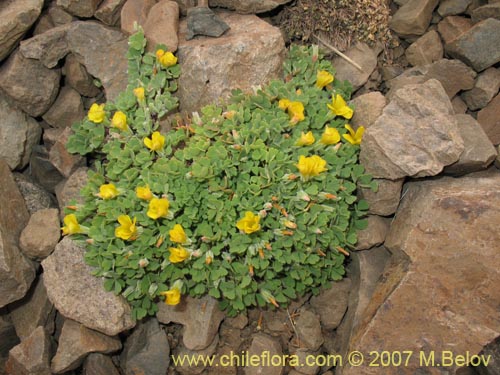 Oxalis sp. #7178の写真