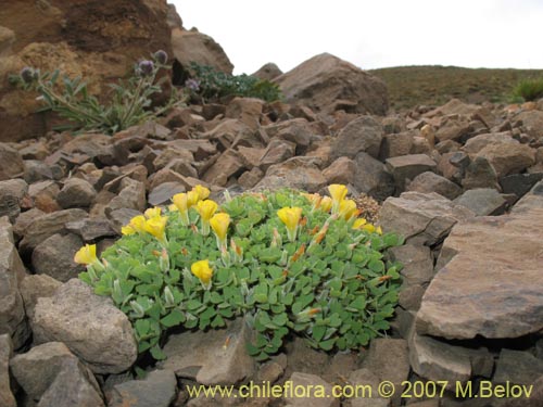 Imágen de Oxalis sp. #7178 (). Haga un clic para aumentar parte de imágen.