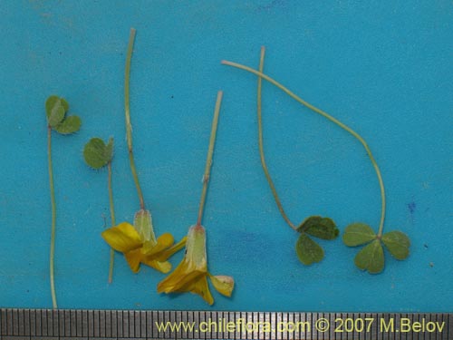 Image of Oxalis sp. #7178 (). Click to enlarge parts of image.