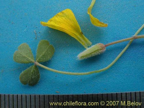 Oxalis sp. #7178的照片