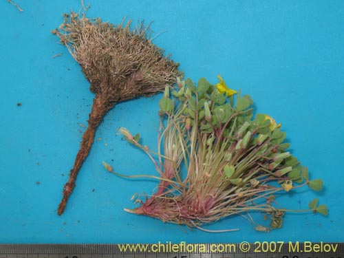 Image of Oxalis sp. #7178 (). Click to enlarge parts of image.