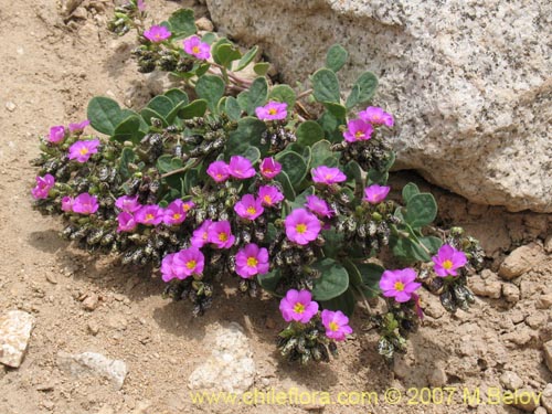 Imágen de Oxalis squamata (Ojos de agua). Haga un clic para aumentar parte de imágen.