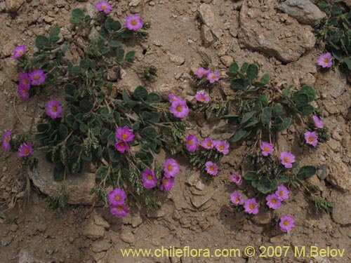 Imágen de Oxalis squamata (Ojos de agua). Haga un clic para aumentar parte de imágen.