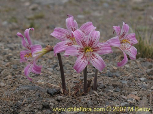 Bild von Rhodophiala rhodolirion (Añañuca de cordillera). Klicken Sie, um den Ausschnitt zu vergrössern.