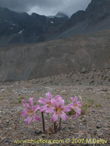 Фотография Rhodophiala rhodolirion (Añañuca de cordillera). Щелкните, чтобы увеличить вырез.