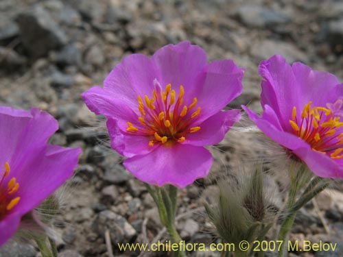 Imágen de Montiopsis potentilloides (). Haga un clic para aumentar parte de imágen.