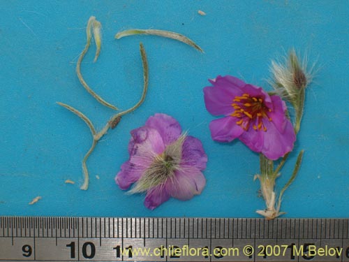 Montiopsis potentilloidesの写真