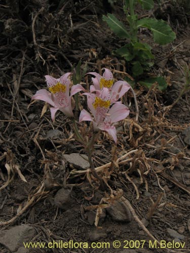 Alstroemeria pallidaの写真