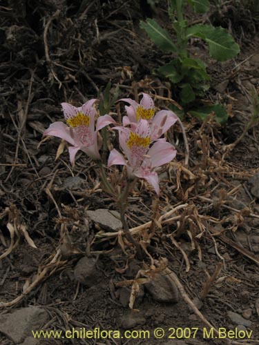 Фотография Alstroemeria pallida (). Щелкните, чтобы увеличить вырез.