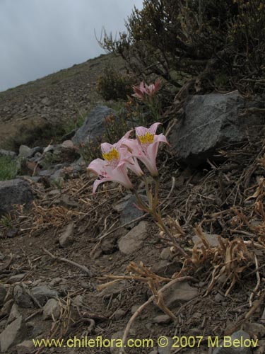 Фотография Alstroemeria pallida (). Щелкните, чтобы увеличить вырез.