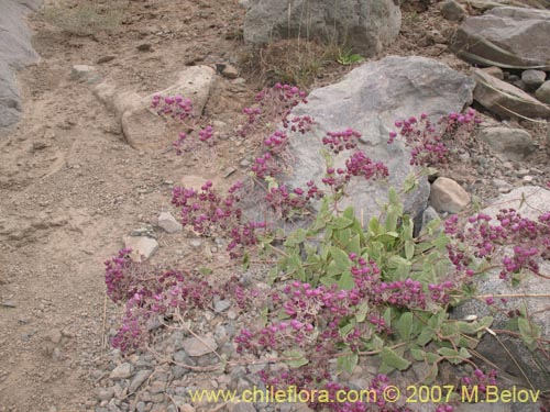 Imágen de Calceolaria purpurea (). Haga un clic para aumentar parte de imágen.