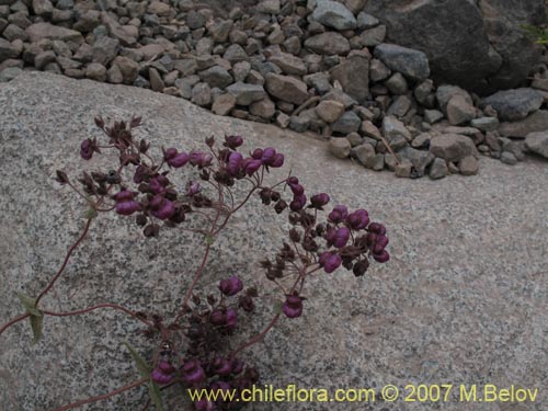 Image of Calceolaria purpurea (). Click to enlarge parts of image.