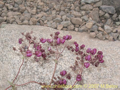 Фотография Calceolaria purpurea (). Щелкните, чтобы увеличить вырез.