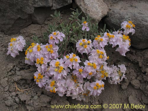 Imágen de Cruckshanksia hymenodon (). Haga un clic para aumentar parte de imágen.