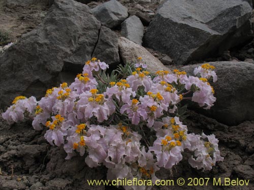 Imágen de Cruckshanksia hymenodon (). Haga un clic para aumentar parte de imágen.