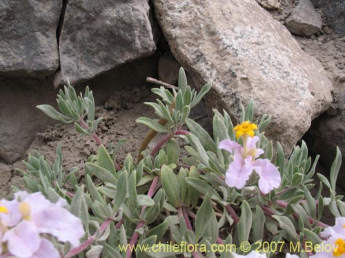 Imágen de Cruckshanksia hymenodon (). Haga un clic para aumentar parte de imágen.