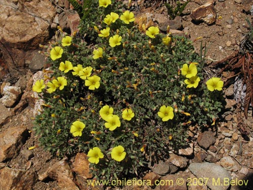 Oxalis sp.  #1322の写真