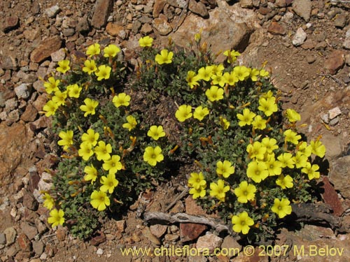 Imágen de Oxalis sp.  #1322 (). Haga un clic para aumentar parte de imágen.