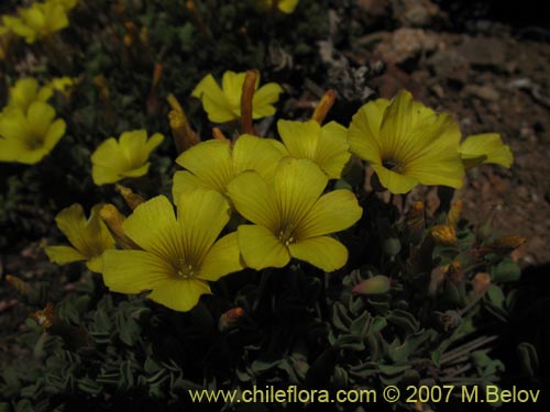 Bild von Oxalis sp.  #1322 (). Klicken Sie, um den Ausschnitt zu vergrössern.