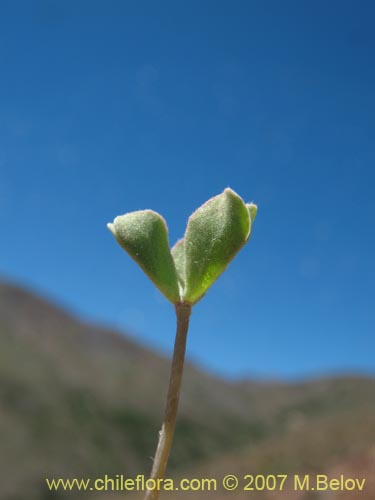 Bild von Oxalis sp.  #1322 (). Klicken Sie, um den Ausschnitt zu vergrössern.