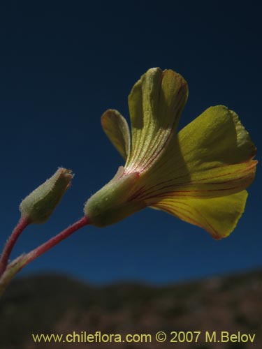 Bild von Oxalis sp.  #1322 (). Klicken Sie, um den Ausschnitt zu vergrössern.