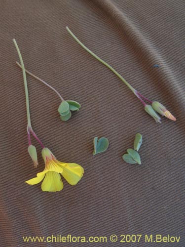 Image of Oxalis sp.  #1322 (). Click to enlarge parts of image.