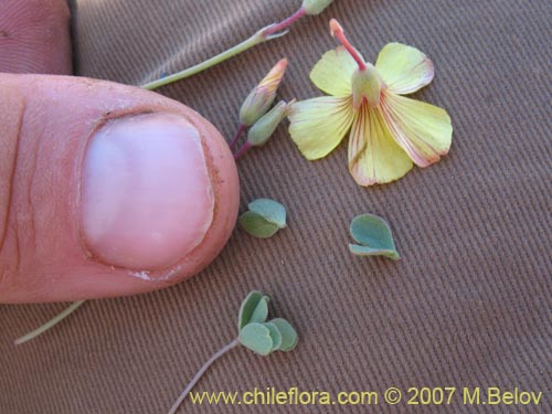 Oxalis sp.  #1322의 사진